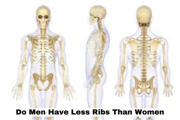 Do Men Have Less Ribs Than Women