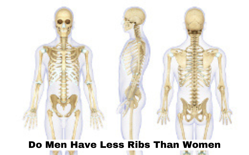 Do Men Have Less Ribs Than Women