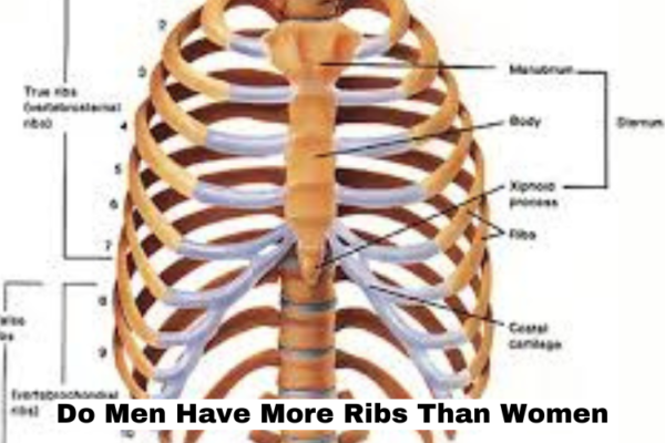 Do Men Have More Ribs Than Women