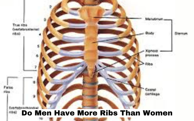 Do Men Have More Ribs Than Women