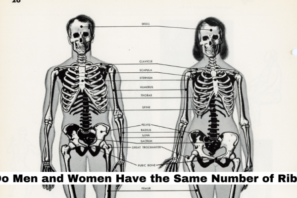 Do Men and Women Have the Same Number of Ribs