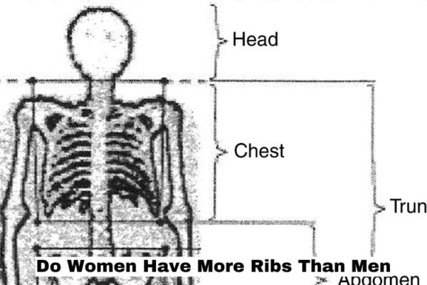 Do Women Have More Ribs Than Men