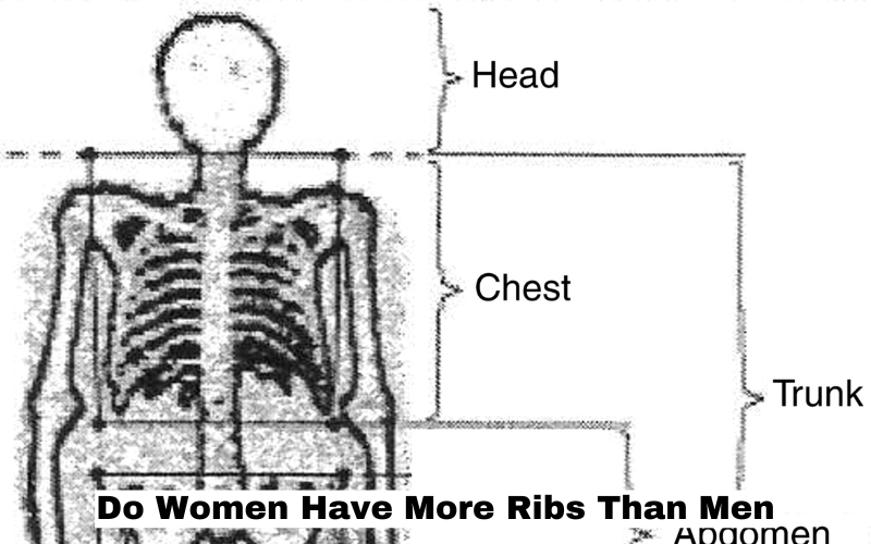 Do Women Have More Ribs Than Men