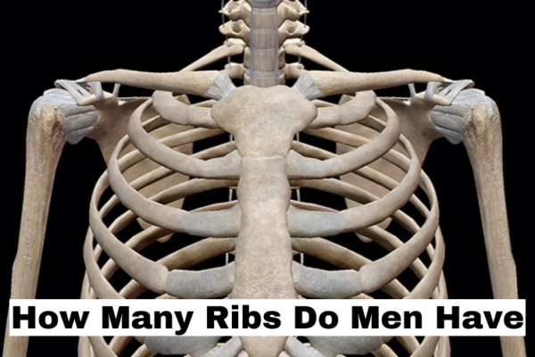 How Many Ribs Do Men Have