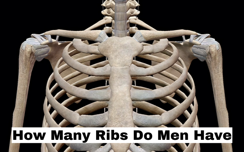 How Many Ribs Do Men Have