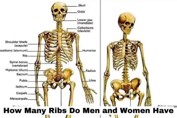 How Many Ribs Do Men and Women Have