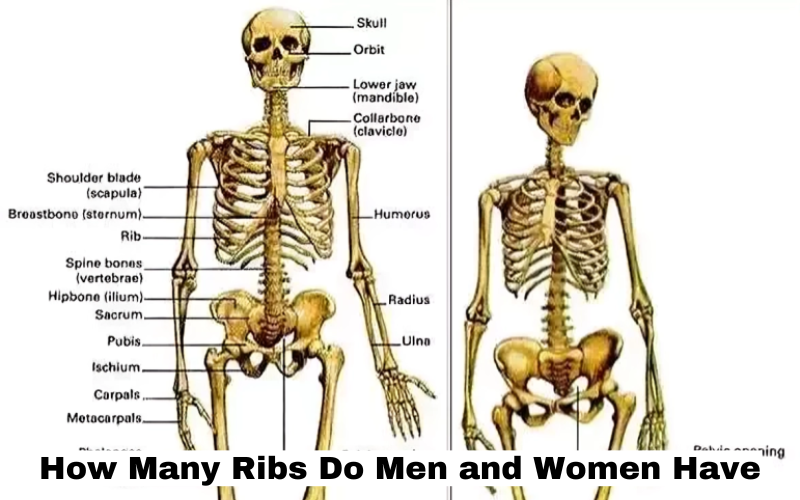 How Many Ribs Do Men and Women Have