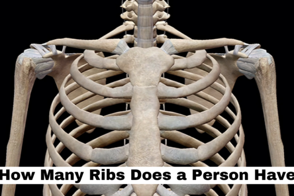 How Many Ribs Does a Person Have