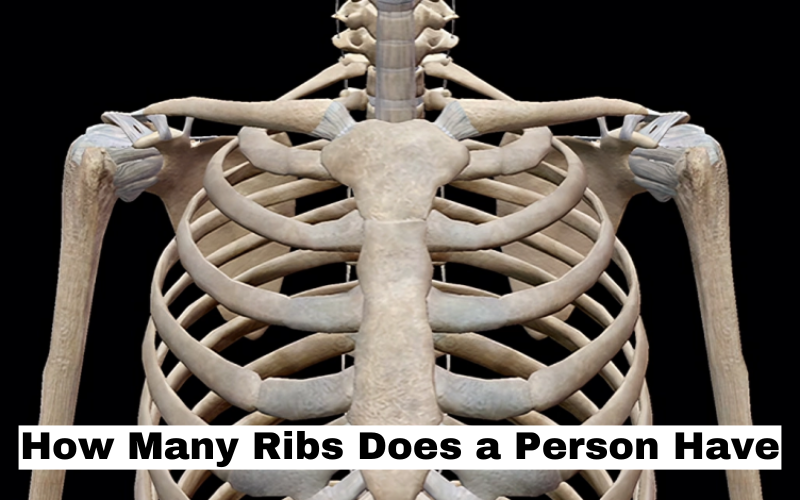 How Many Ribs Does a Person Have