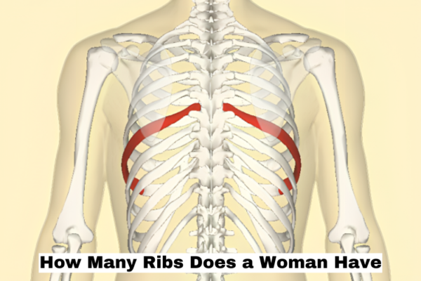 How Many Ribs Does a Woman Have