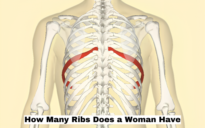 How Many Ribs Does a Woman Have