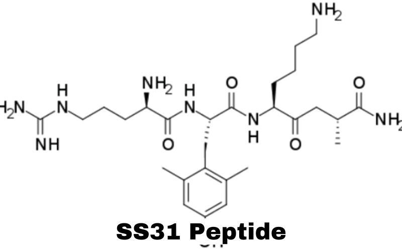 SS31 Peptide